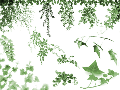 vegetal nature plants ivy leaves foliage tendrils strands bunches