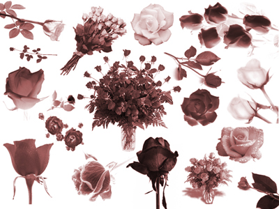Roses Photoshop Brushes