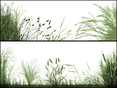vegetal nature herbs fields grass