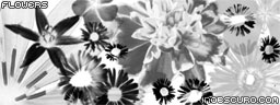 végétal nature fleurs jardins pétales
