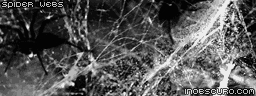 cobwebs spiders dusty spiderwebs orbwebs bugs insects animals nature