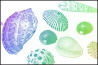 sea ocean shells animals nature