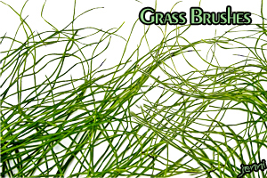 vegetal nature flowers grass herbs