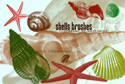 mer ocean coquillages animaux nature étoiles