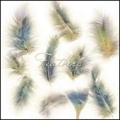 feathers birds