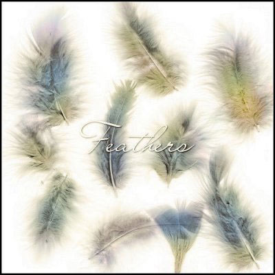 plumes oiseaux duvet