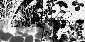 végétal plantes feuilles nature