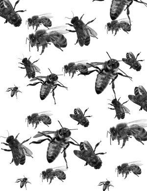 insectes abeilles