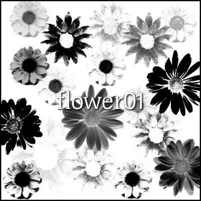 végétal nature plantes fleurs floral marguerites