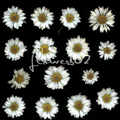 vegetal nature plants flowers daisy daisies