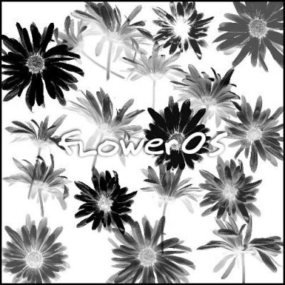 végétal nature plantes fleurs floral marguerites