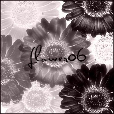vegetal nature plants flowers