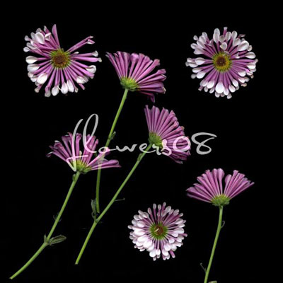 nature vegetal  flowers 