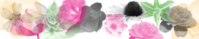 nature vegetal flowers roses daisies daisy