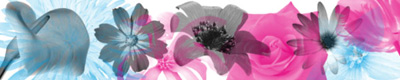 nature végétal végétaux roses marguerites fleurs