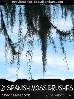 spanish moss nature tree hair vegetal jungle tropical trees hanging dandling