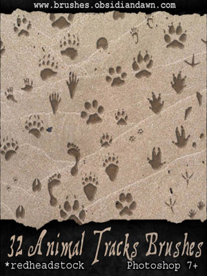 animaux nature empreintes traces pattes ours coyote corbeau renard chien chat humain pas pied opossum lapin écureuil loup…