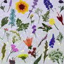 Photoshop: Pressed wildflowers (collection de fleurs des champs séchées)