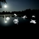 Photoshop: Swan lake (various swans)