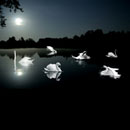 Photoshop: Swan lake (plusieurs cygnes)