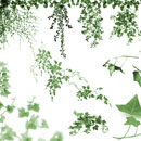 Photoshop: Little Lambs Eat Ivy (tendrils strands and bunches of ivy)