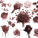 Photoshop: Bed of Roses (various and sundry rose brushes. Buds, blossoms, single stems and bouquets)