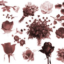 Photoshop: Bed of Roses (roses sous différents angles, avec tiges, en bouguets, en boutons…)