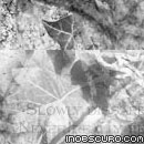 Photoshop: Frail ivy (du lierre, des poèmes, des murs…)