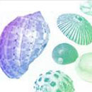 Photoshop: Shell burshes (set 25) (coquillages divers)