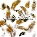 Photoshop: Guinea feathers (guinea feathers)