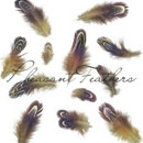 Photoshop: Pheasant feathers (plumes de faisans)