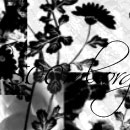 Photoshop: Patterns 1 (divers végéteaux, feuilles, herbes)