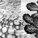 Photoshop: Patterns 2 (different kinds of vegetal items, leaves, seeds…)