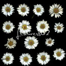 Photoshop: flowers 02 (various daisies)