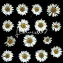 Photoshop: flowers 02 (des marguerites)