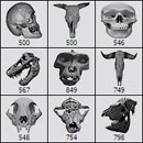 Photoshop: Skulls (various skulls: human, T-rex, monkey, bird, bobcat...)