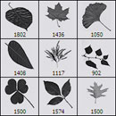 Photoshop: Leaves (diverses feuilles: murier, érable, ginkgo, aulne, trèfle...)