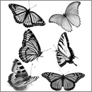 Photoshop: Butterfly Photoshop Brushes (Six brushes, each one featuring a different butterfly)