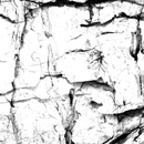 Photoshop: High resolution Tree Bark Texture Photoshop Brushes (textures d'écorces d'arbres haute résolution)