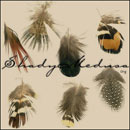 Photoshop: Mix-feathers (7 different bird feathers)