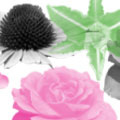 Photoshop: Flowers 1 (Roses et autres fleurs (300 à 900 pixels))