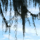 Photoshop: Spanish moss (barbe espagnole : une mousse étonnante qui pousse sur les arbres dans les pays chauds et qui forme des sortes de guirlandes. Haute résolution (environ 1500 pixels en hauteur ou en largeur))