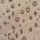 Photoshop: Animal Tracks (diverses empreintes d'animaux: ours, coyote, corbeau, renard, chien, chat, humain, pas, pied, opossum, lapin, écureuil, loup…)
