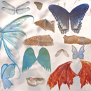 Photoshop: Wings (différentes sortes d'ailes: fées, anges, papillons, démons, dragons, chauve-souris, libellules…)