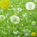 Photoshop: Dandelions (various dandelion forms)