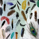 Photoshop: Feathers (various feathers (ostriches, peacocks…))