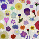 Photoshop: Pressed garden flowers (various garden pressed flowers)