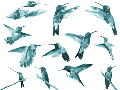 birds animals nature flying perched hummingbirds