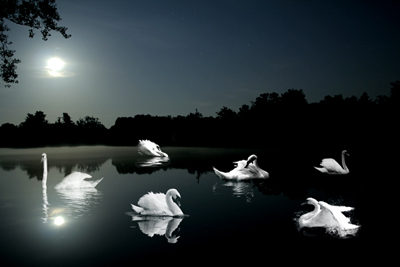 birds animals nature swans lake
