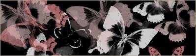 butterflies butterfly
